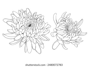 Japanese chrysanthemum flowers. Hand drawn vector illustration.