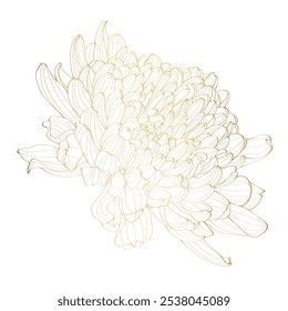 Japanese chrysanthemum golden line drawing illustration.