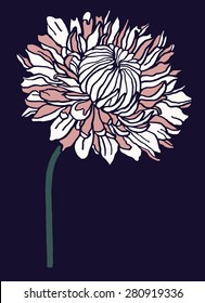 Japanese chrysanthemum vector illustration