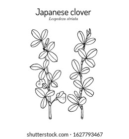 Japanese clover (Lespedeza or Kummerowia striata), medicinal plant. Hand drawn botanical vector illustration