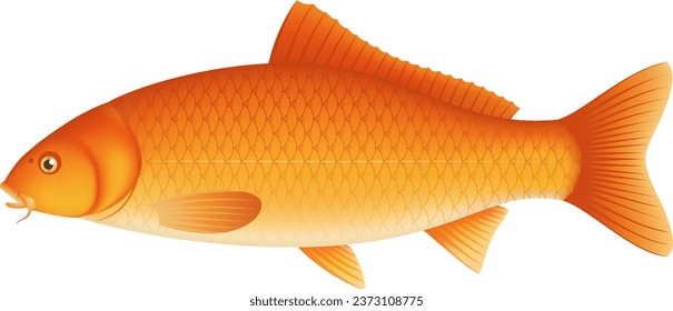 The Japanese colored carp isolated on white background
