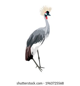 Japanese crane bird isolate on a white background.