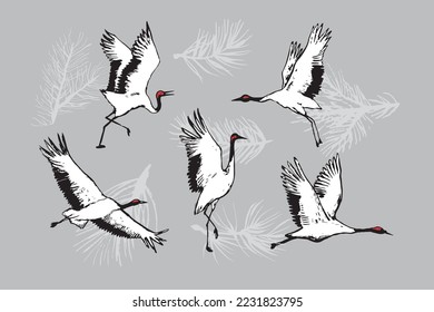 Japanese crane bird vector illustartions set.