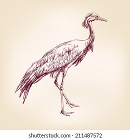 Japanese crane hand drawn vector llustration realistic sketch