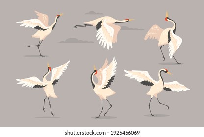 Japanese Crane Set. White Oriental Heron Or Stork, Bird Flying, Dancing Or Walking With Spread Wings Isolated On Grey. Vector Illustration For Nature, Wildlife, Wild Animal Concept