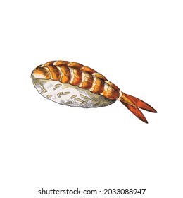 Japanese cuisine Nigiri sushi with raw shrimp, engraving hand drawn style colored vector illustration isolated on white background. Asian dish with seafood.