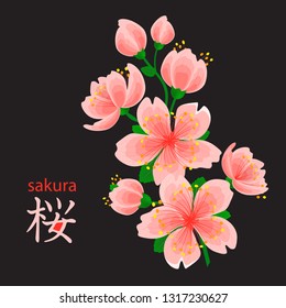 Japanese culture cherry sakura branch and inscription. Cherry blossoms. Japanese symbol means "Sakura". Isolated sakura branch on a black background.