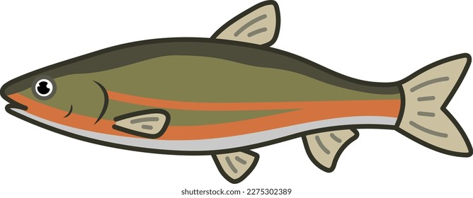 Japanese dace isolated vector illustration.