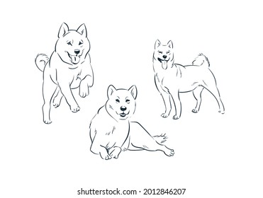 japanese dog akita sketch vector japanese chinese design isolated