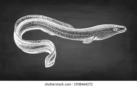 Japanese eel. Chalk sketch of fish on blackboard background. Hand drawn vector illustration. Retro style.