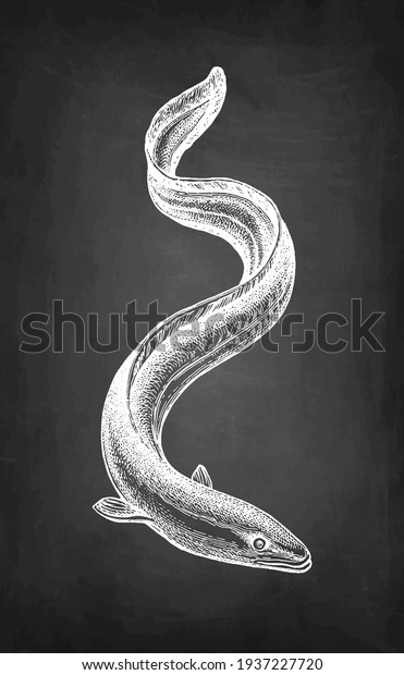 Japanese eel. Chalk\
sketch of fish on blackboard background. Hand drawn vector\
illustration. Retro\
style.