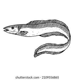 Japanese eel hand drawn vetor illustration. Ink sketch of fish isolated on white background. Retro style.