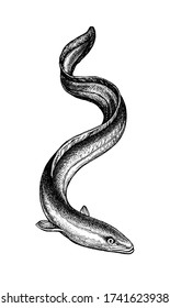 Japanese eel. Ink sketch of fish isolated on white background. Hand drawn vector illustration. Retro style.