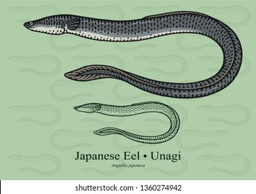 Japanese Eel. Vector illustration with refined details and optimized stroke that allows the image to be used in small sizes (in packaging design, decoration, educational graphics, etc.)
