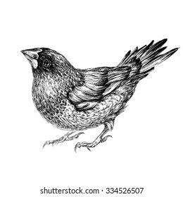 Japanese finch. Vector illustration isolated on white