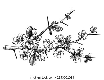 Japanese flowering quince sketch in engraved style. Flowering branch with flowers and leaves. Black floral fruit tree drawing. Botanical vector illustration of spring plan isolated on white background