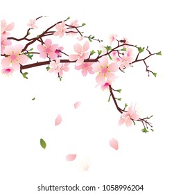 Japanese Flowers. on whites background.