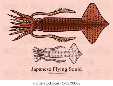 Japanese Flying Squid. Vector illustration with refined details and optimized stroke that allows the image to be used in small sizes (in packaging design, decoration, educational graphics, etc.)
