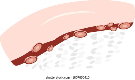 Japanese food Sushi octopus illustration