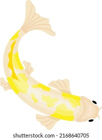 Japanese garden fish. Decorative koi pond carp