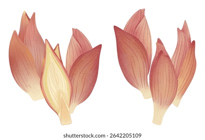 Japanese Ginger, Myoga Spice Herb for Japanese Food and Cuisine Illustration