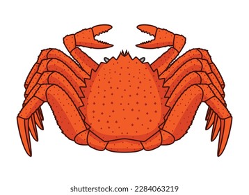 Japanese hairy crab called Kegani drawing in vector