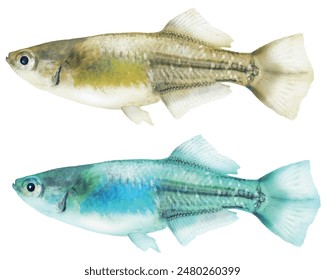 Japanese Hikari-type killifish, male fish body (Normal gold and aurora turquoise color set. Realistic retouched cut-out illustration)