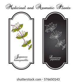 Japanese honeysuckle (Lonicera japonica), medicinal plant. Hand drawn botanical vector illustration