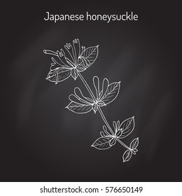 Japanese honeysuckle (Lonicera japonica), medicinal plant. Hand drawn botanical vector illustration