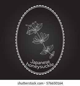 Japanese honeysuckle (Lonicera japonica), medicinal plant. Hand drawn botanical vector illustration