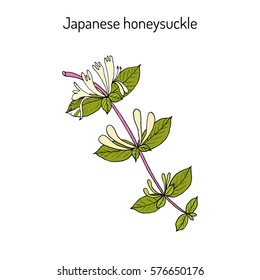 Japanese honeysuckle (Lonicera japonica), medicinal plant. Hand drawn botanical vector illustration