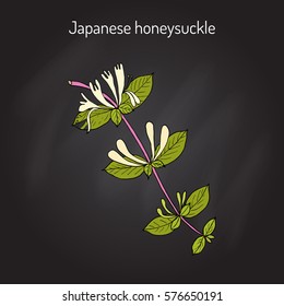 Japanese honeysuckle (Lonicera japonica), medicinal plant. Hand drawn botanical vector illustration