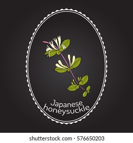 Japanese honeysuckle (Lonicera japonica), medicinal plant. Hand drawn botanical vector illustration