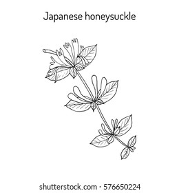 Japanese honeysuckle (Lonicera japonica), medicinal plant. Hand drawn botanical vector illustration