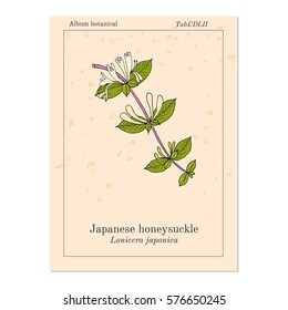 Japanese honeysuckle (Lonicera japonica), medicinal plant. Hand drawn botanical vector illustration