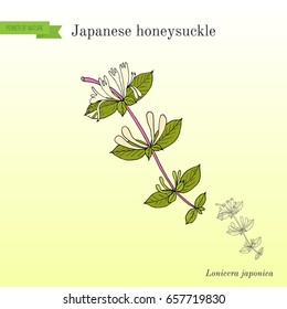 Japanese honeysuckle (Lonicera japonica), medicinal plant. Hand drawn botanical vector illustration