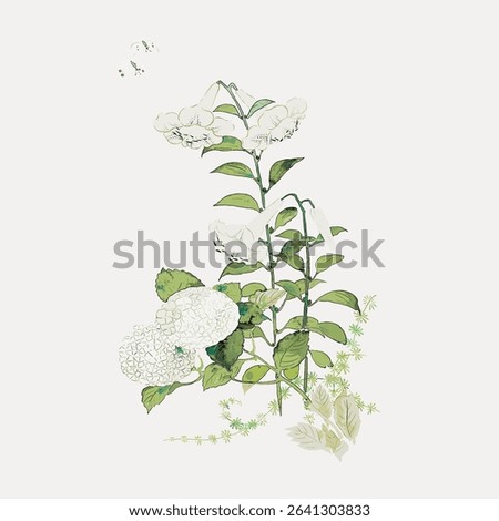 Japanese hydrangea , illustration isolated on white, vector. 
