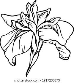 Japanese Iris Flower Hand Drawn Vector Image
