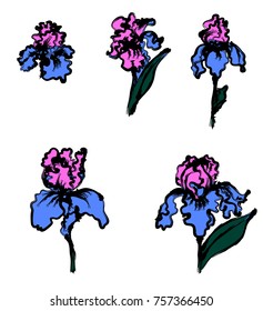 Japanese Iris flower set.hand drawn and painting iris flower.