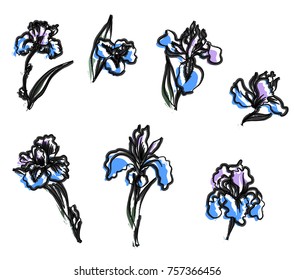 Japanese Iris flower set.hand drawn and painting iris flower.