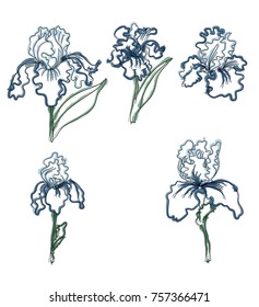 Japanese Iris flower set.hand drawn and painting iris flower.