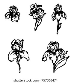 Japanese Iris flower set.hand drawn and painting iris flower.