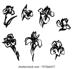 Japanese Iris flower set.hand drawn and painting iris flower.