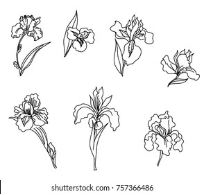 Japanese Iris flower set.hand drawn and painting iris flower.