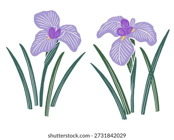 Japanese Iris Vector Illustration | Early Summer Flower and Children’s Day