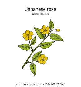 Japanese kerria or Japanese rose (Kerria japonica), ornamental and medicinal plant. Hand drawn botanical vector illustration