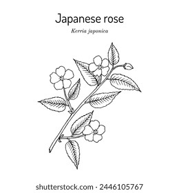 Japanese kerria or Japanese rose (Kerria japonica), ornamental and medicinal plant. Hand drawn botanical vector illustration