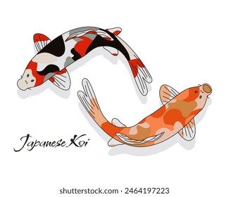 Japanese Koi fish isolated on white background. Carp fish from Japan. Hand drawn vector eps.