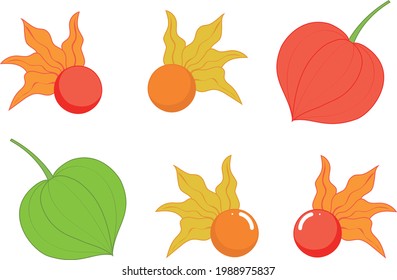 
Japanese lantern plant illustration icon set