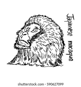 japanese macaque - vector illustration sketch hand drawn with black lines, isolated on white background